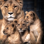 25年11月アクセスレポ