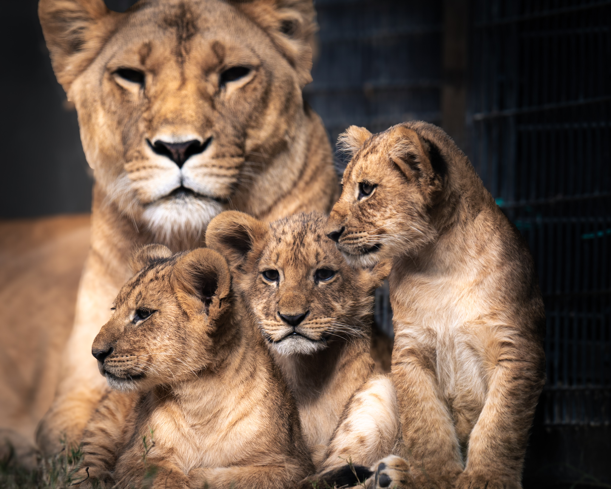 25年11月アクセスレポ