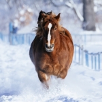 25年12月アクセスレポ