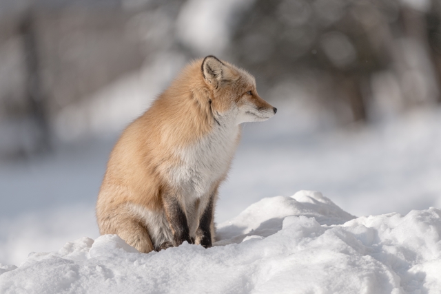 26年1月アクセスレポ　『ユーザー数 対前年比140%』